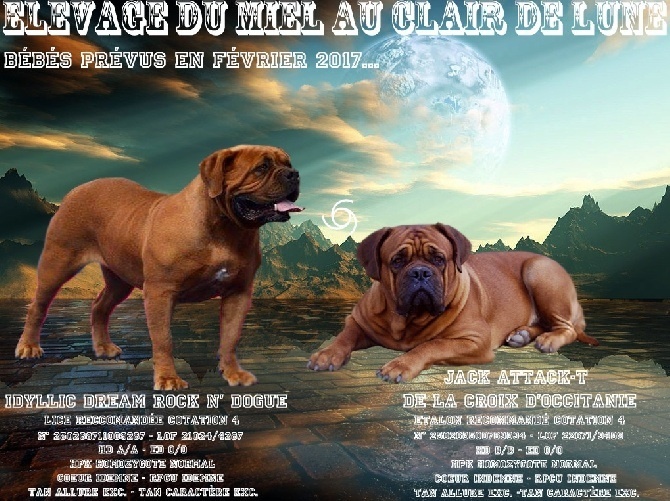Du Miel Au Clair De Lune - Dogue de Bordeaux - Portée née le 04/02/2017