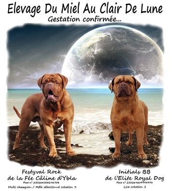 Du Miel Au Clair De Lune - Dogue de Bordeaux - Portée née le 11/06/2016