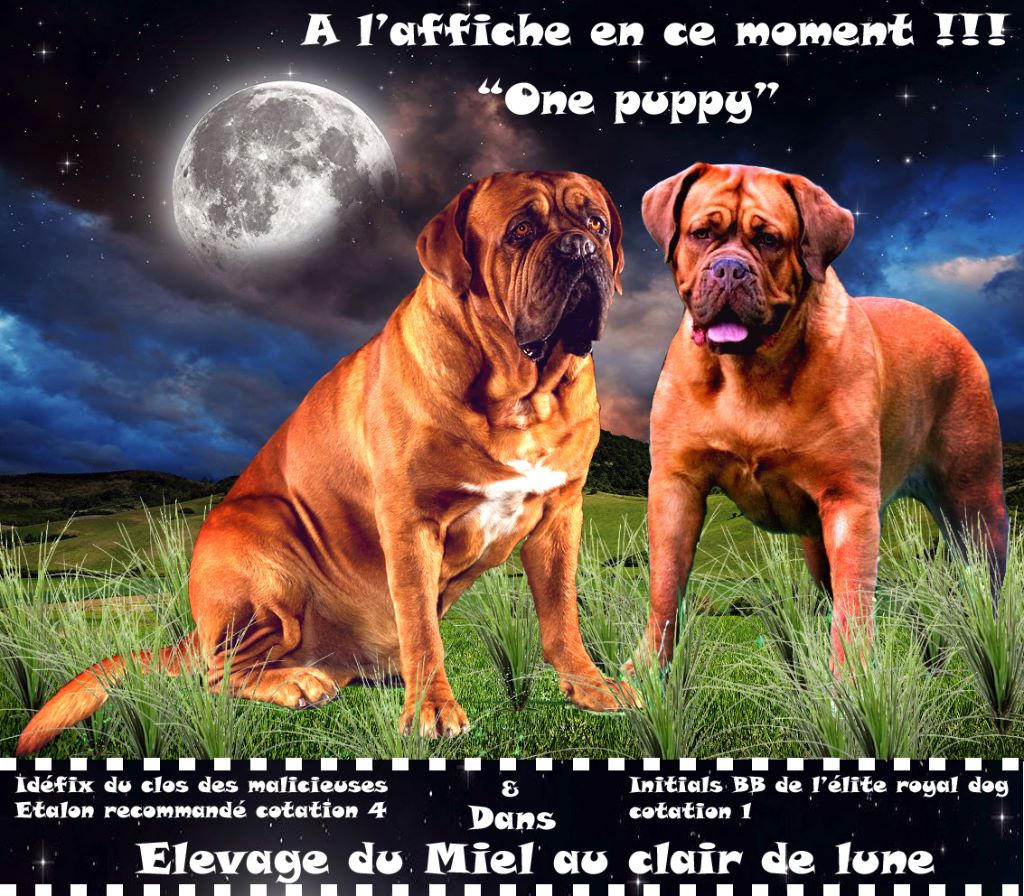 chiot Dogue de Bordeaux Du Miel Au Clair De Lune