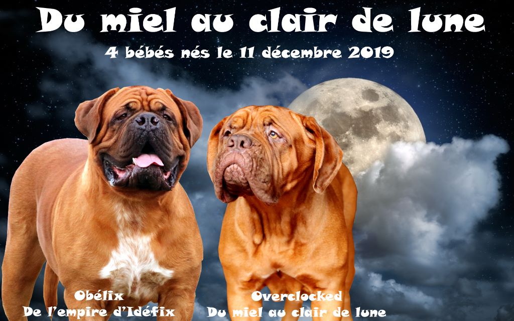 Du Miel Au Clair De Lune - Dogue de Bordeaux - Portée née le 11/12/2019