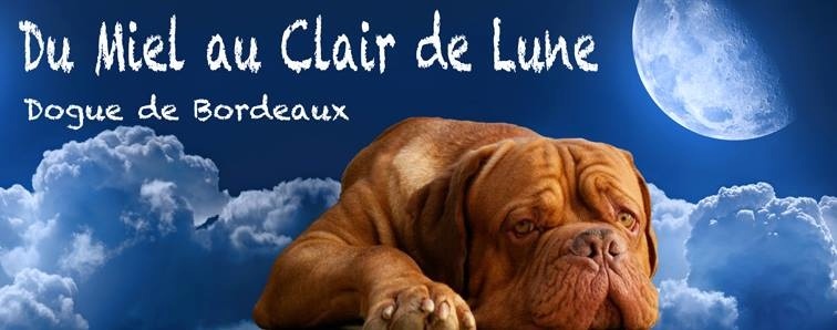 Du Miel Au Clair De Lune - Dogue de Bordeaux - Portée née le 16/04/2016