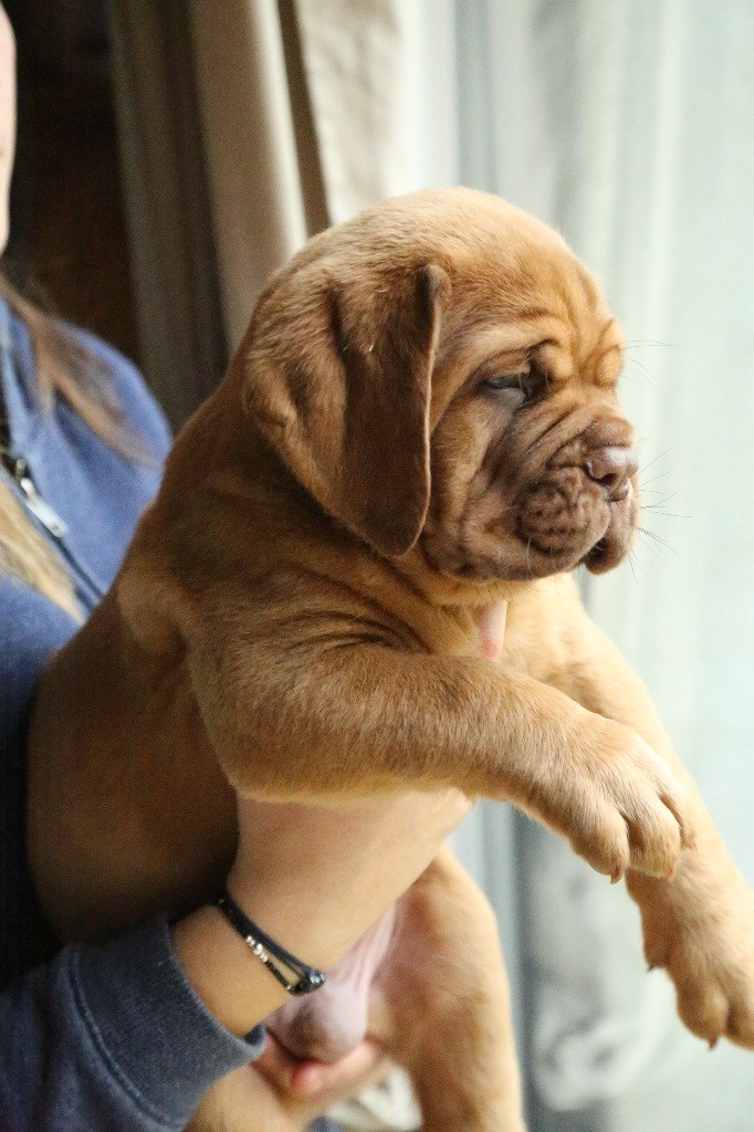 Du Miel Au Clair De Lune - Dogue de Bordeaux - Portée née le 01/10/2019